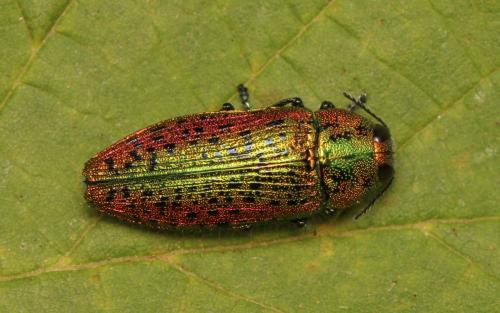 Lamprodila mirifica